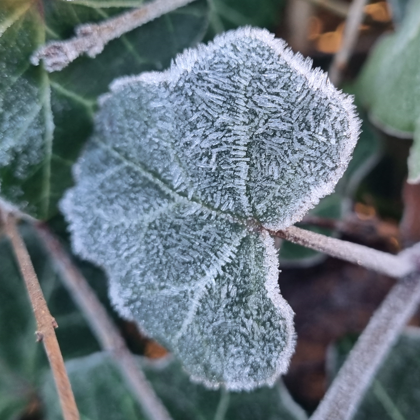 Köln. Straße. Leben. icon